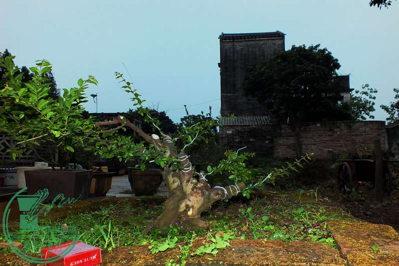 DSCF2406.JPG