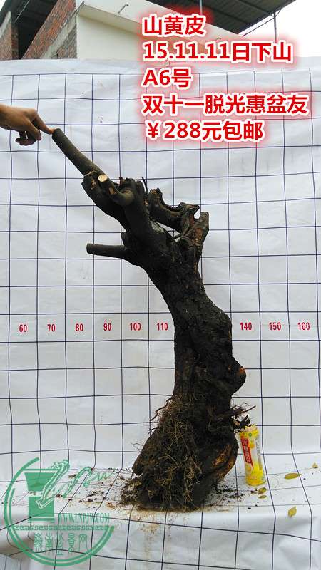 IMG_20151111_143116_.jpg