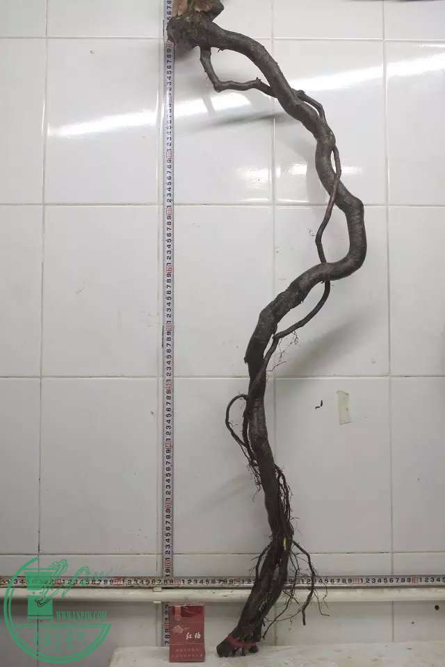 psb (13).jpg
