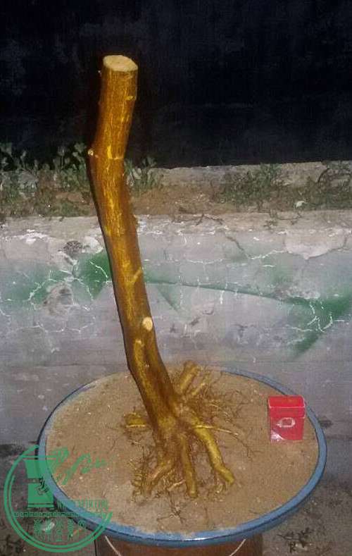 5_.jpg
