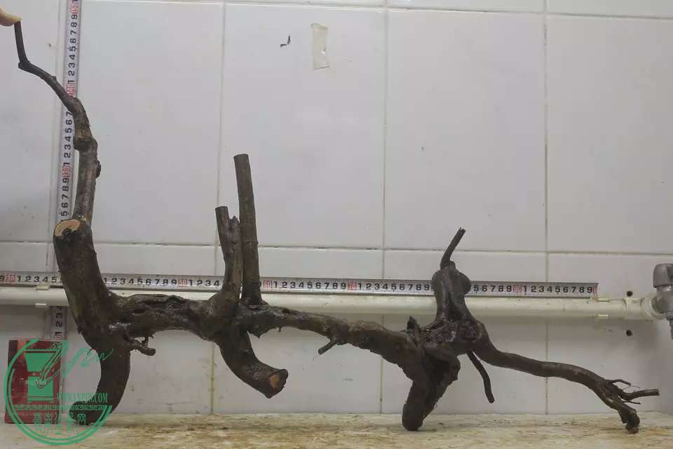 psb (11).jpg