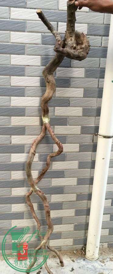 image.jpeg