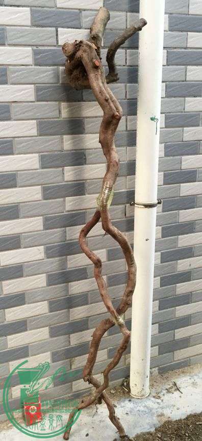 image.jpeg