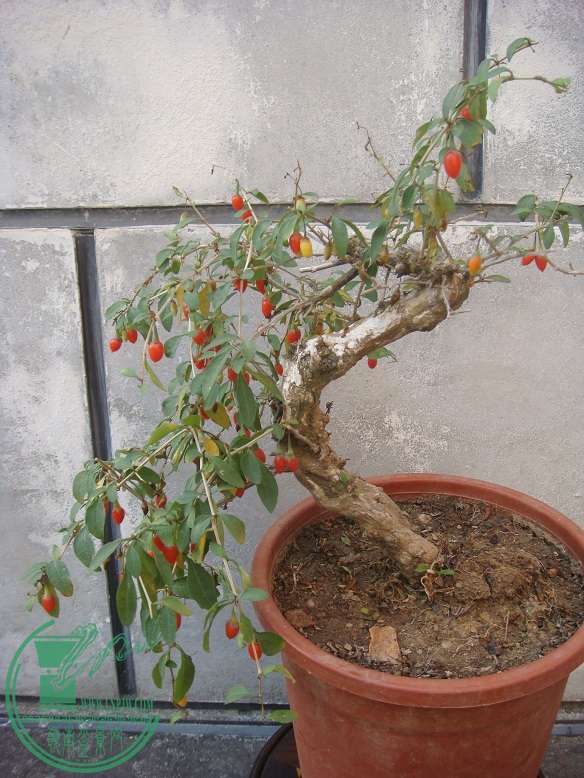 DSC09371.jpg