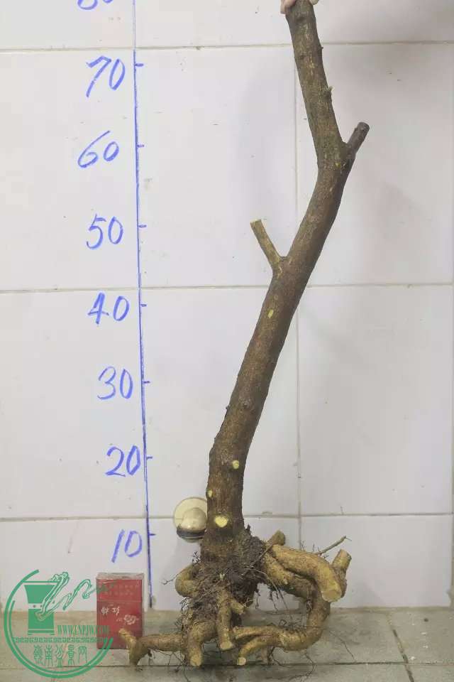 psb (3).jpg
