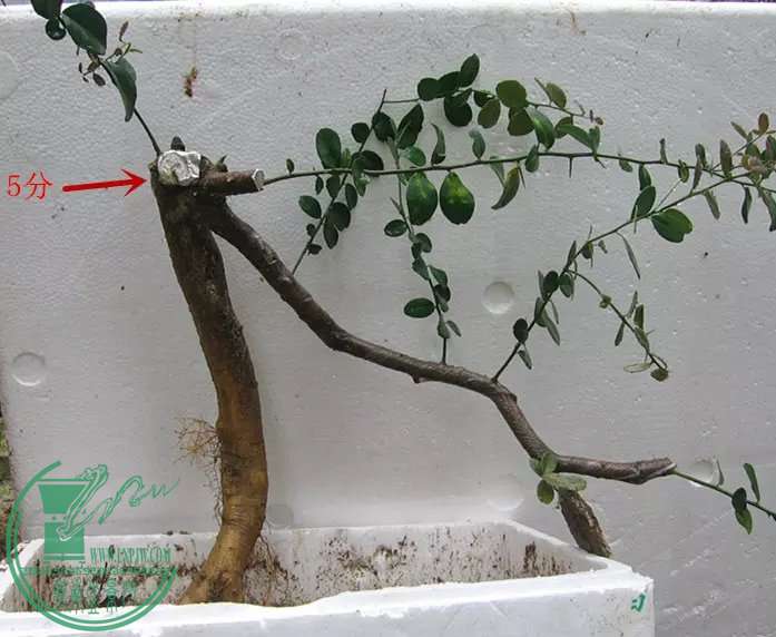 psb (2).jpg