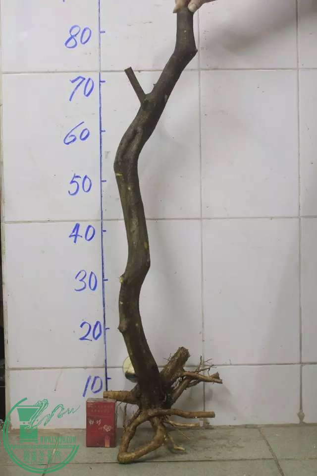 psb (9).jpg