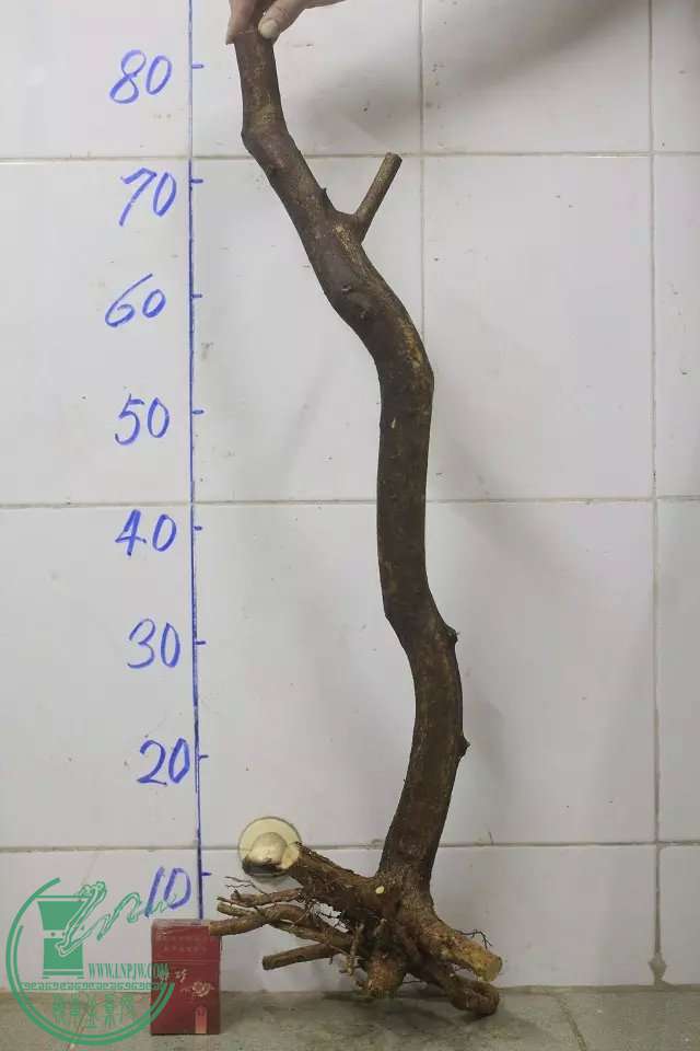 psb (10).jpg