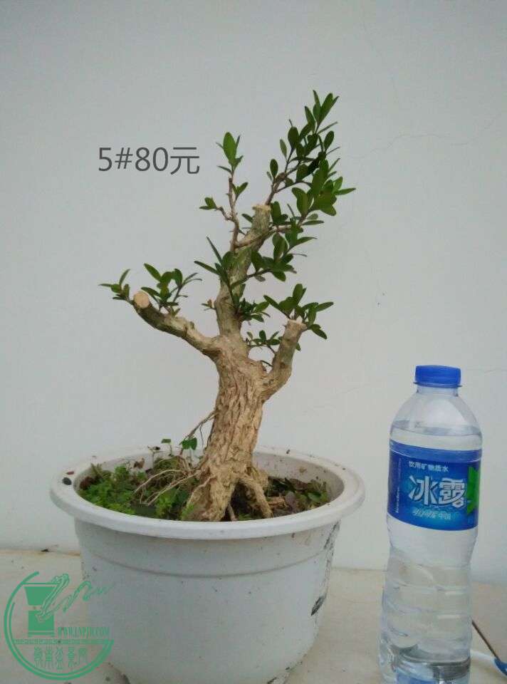 5_ͼ.jpg