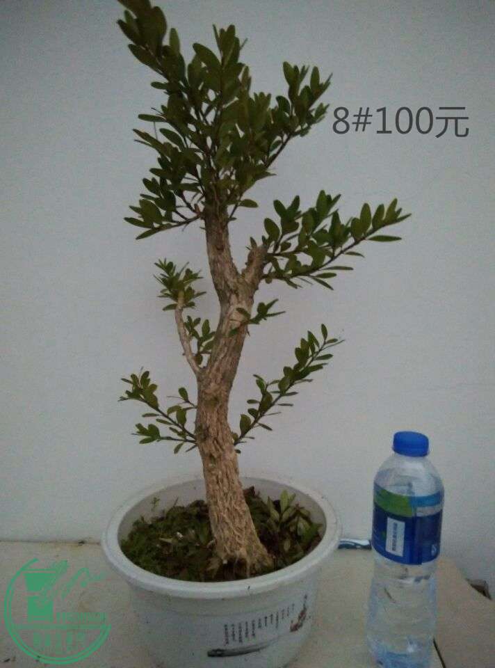 8_ͼ.jpg