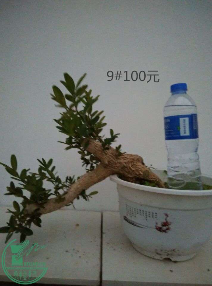 9_ͼ.jpg
