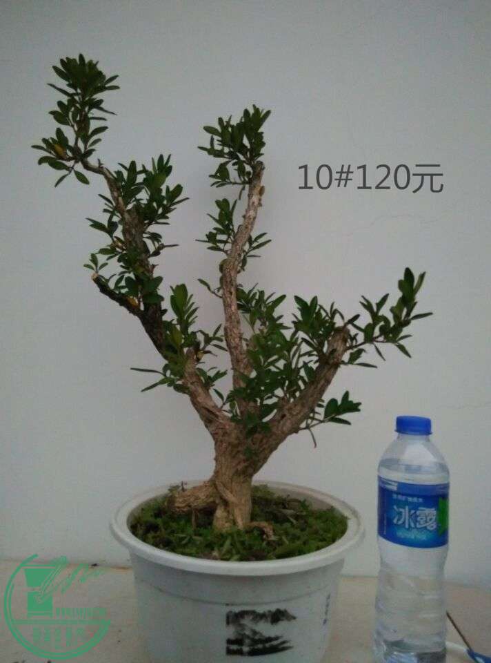 10_ͼ.jpg
