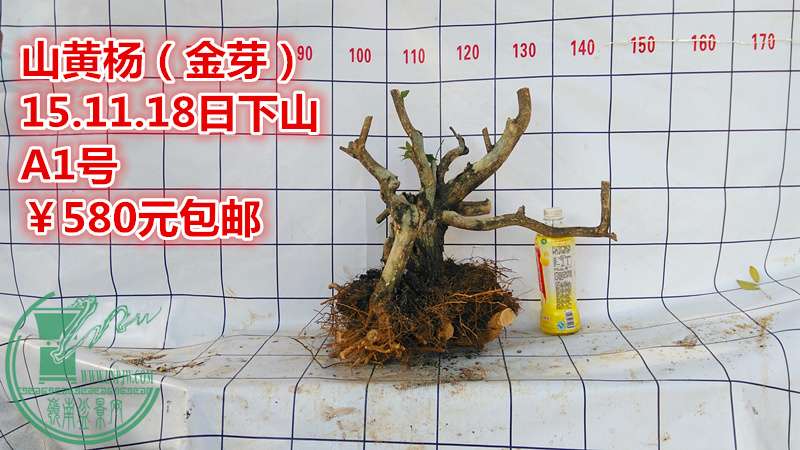 IMG_20151118_151953_.jpg