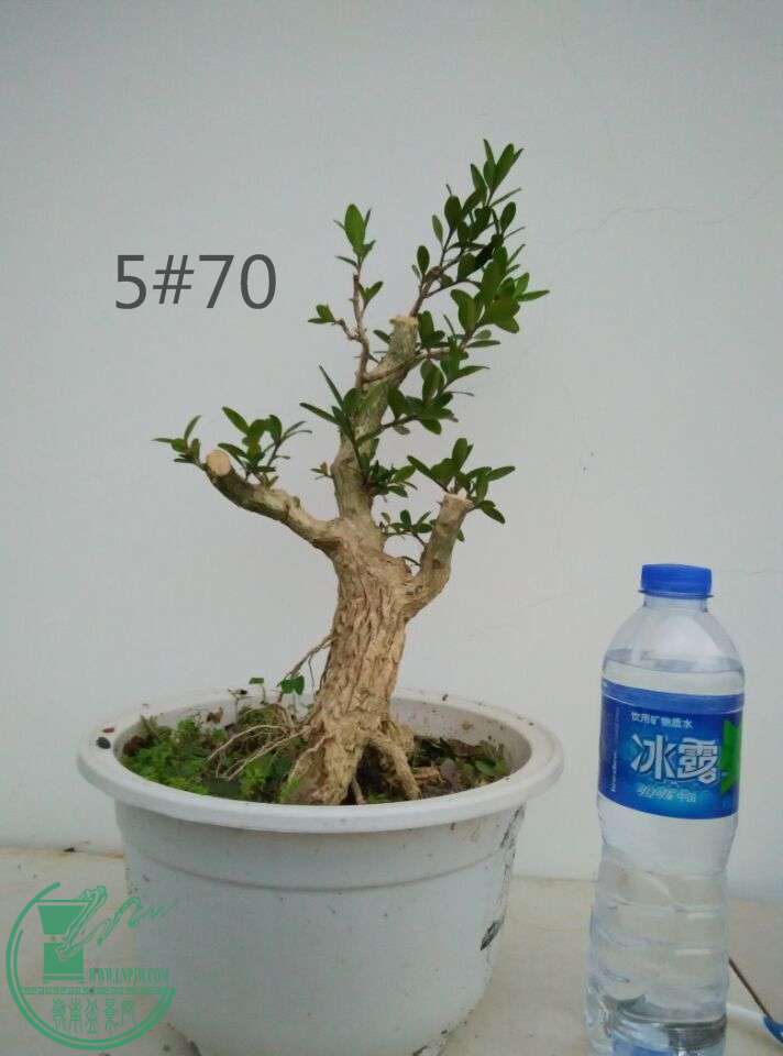 5_ͼ.jpg