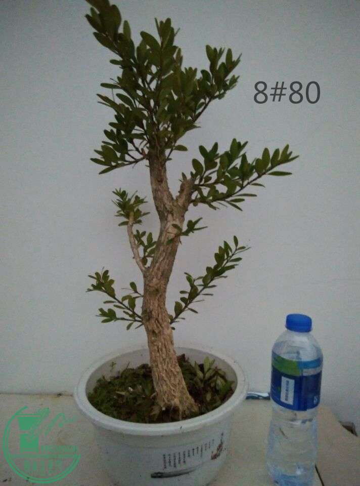 8_ͼ.jpg