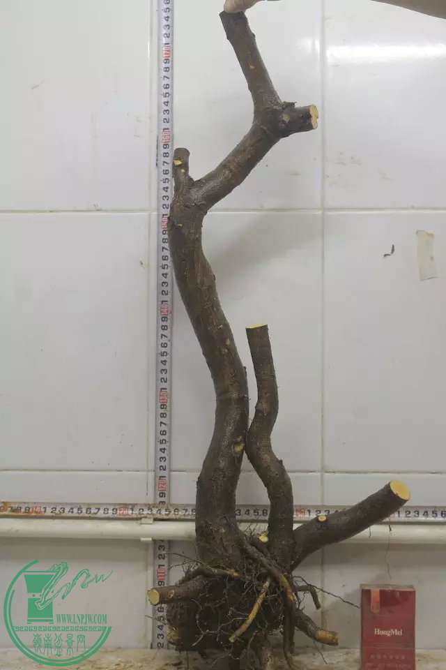psb (8).jpg