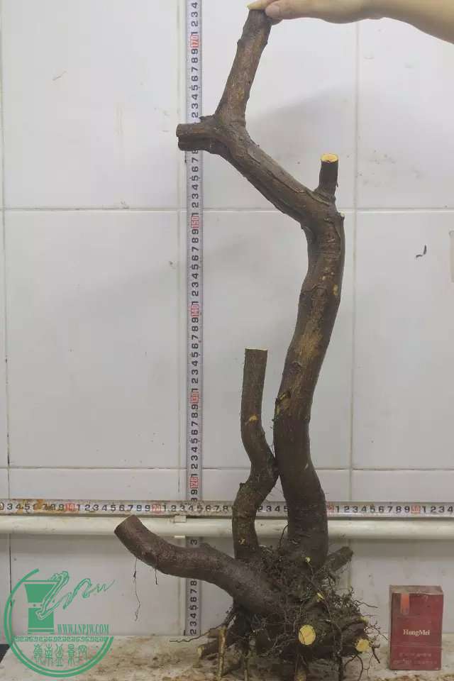 psb (9).jpg