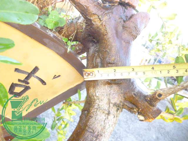 P1150102.JPG