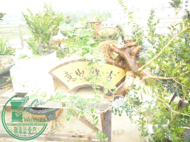 P1150061.JPG