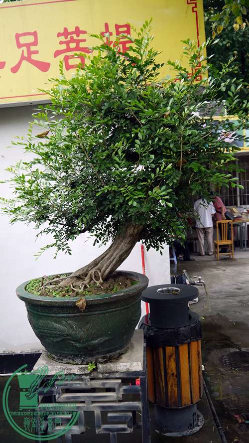 P1020994_.jpg