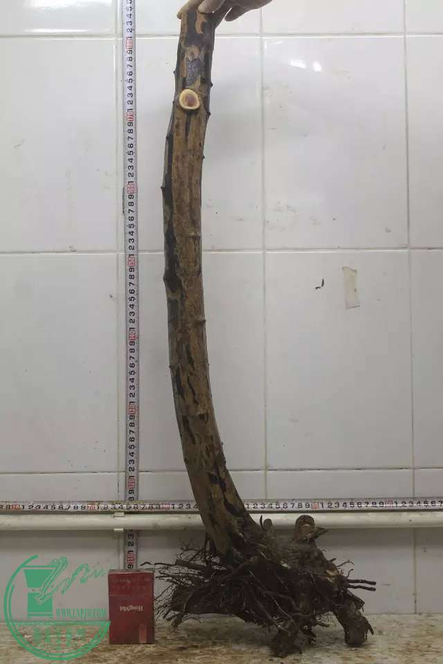 psb (1).jpg