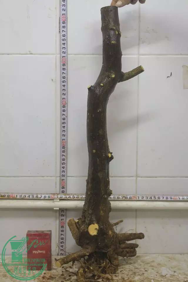 psb (30).jpg