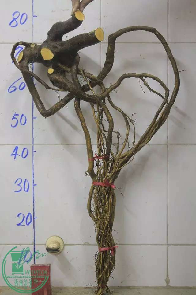 psb (21).jpg
