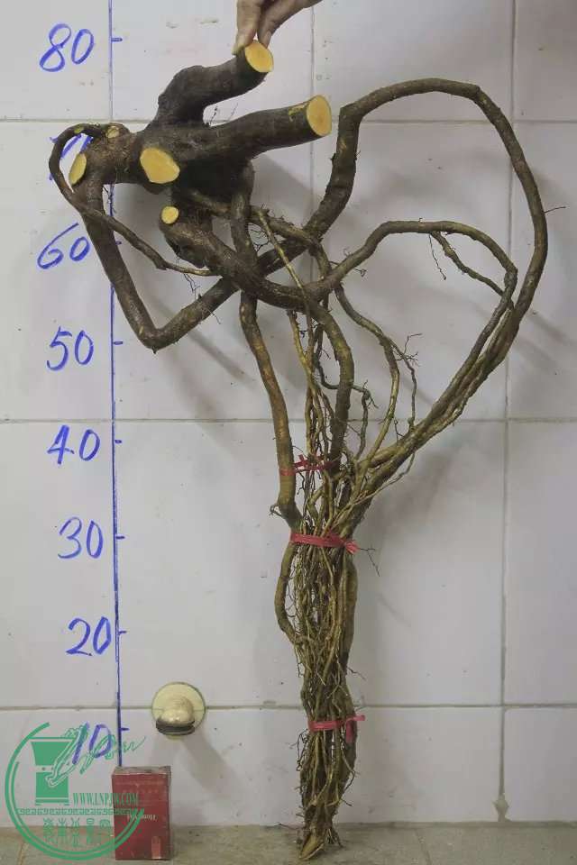 psb (22).jpg