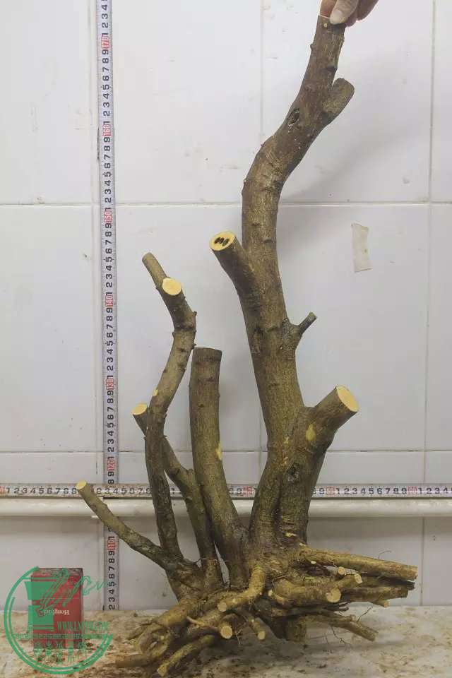 psb (9).jpg