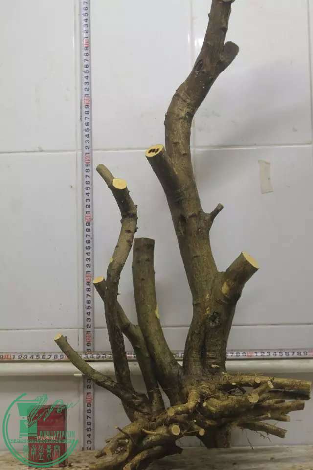 psb (10).jpg
