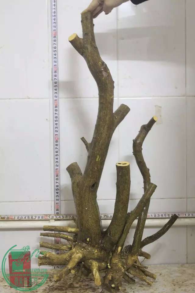 psb (13).jpg