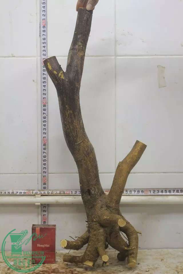 psb (4).jpg