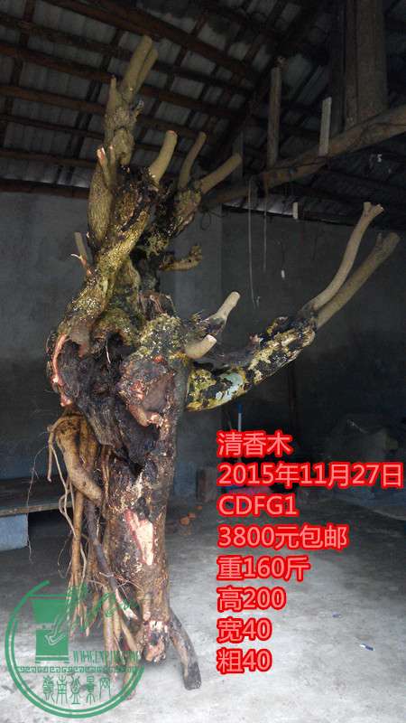IMG_20151127_163427_.jpg
