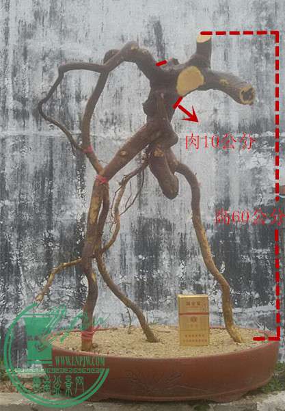 psb_1.jpg