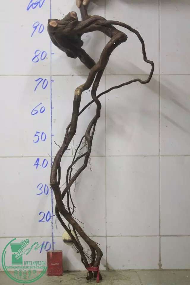 psb (8).jpg