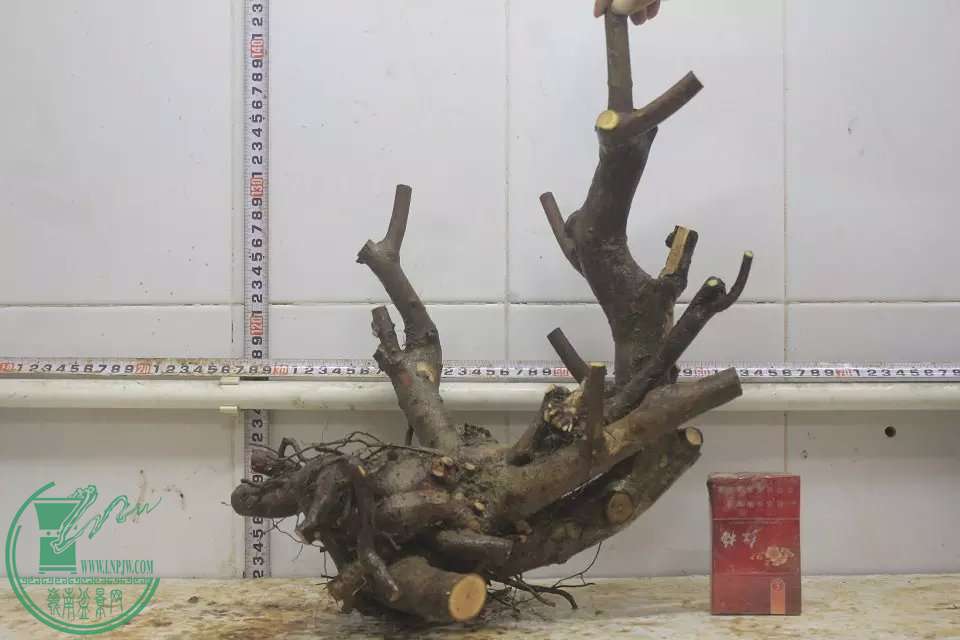 psb (9).jpg