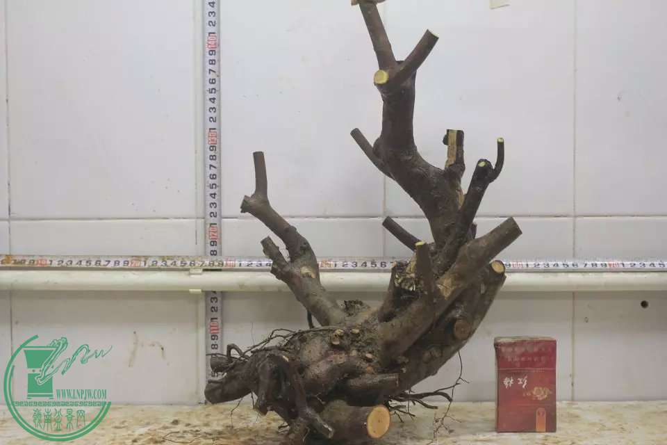psb (11).jpg