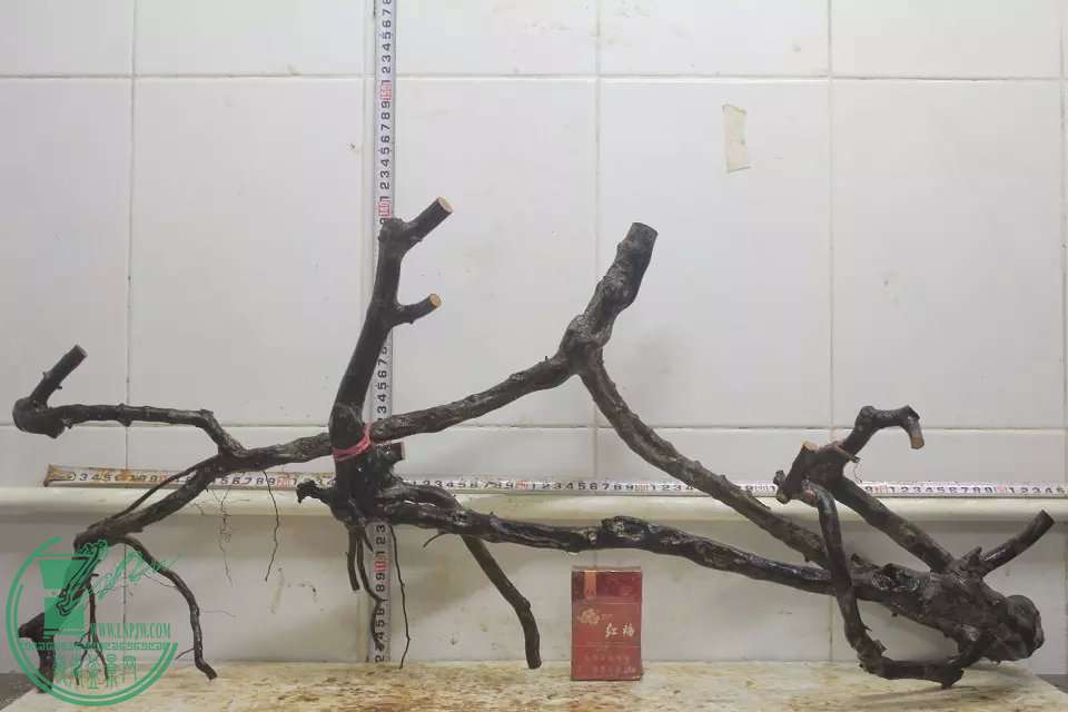 psb (20).jpg
