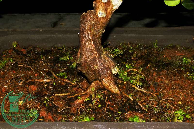 DSCF2469.JPG