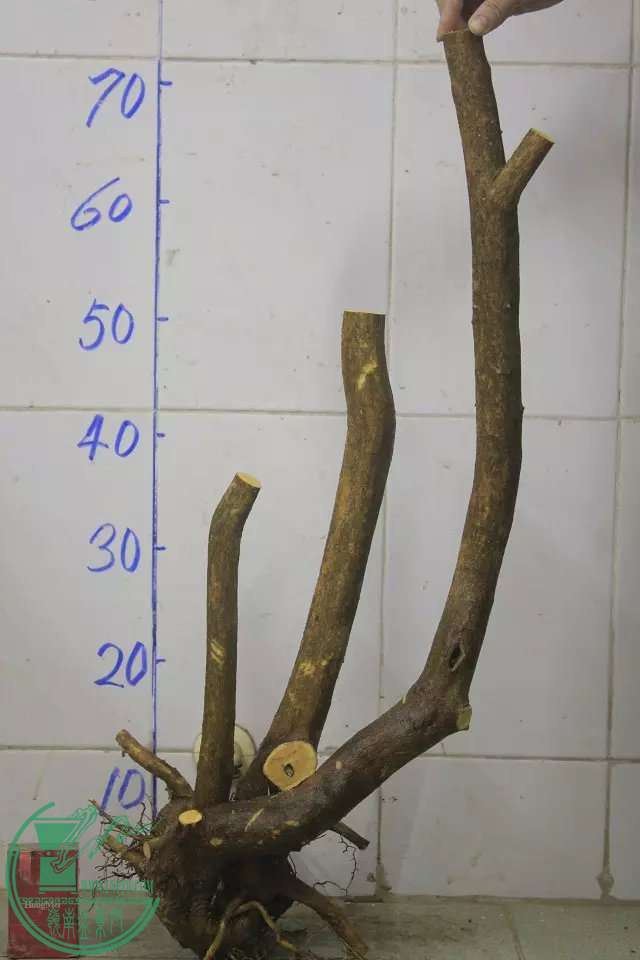 psb (9).jpg
