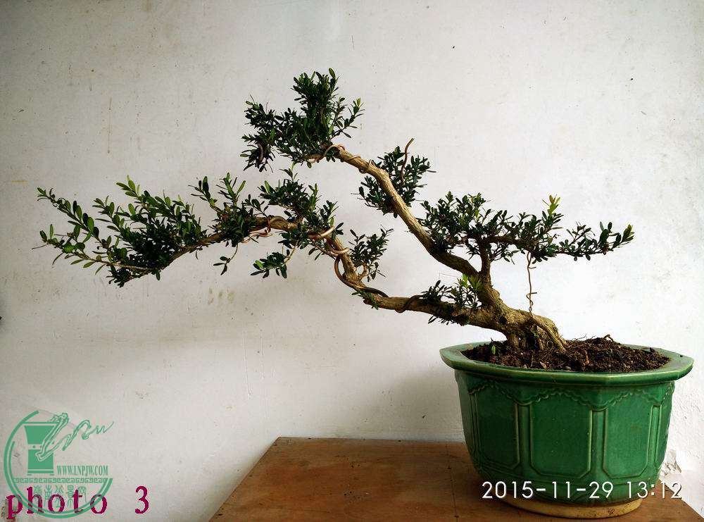 IMG_20151129_131239.jpg