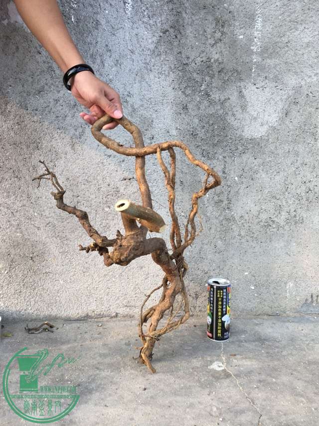 image.jpeg