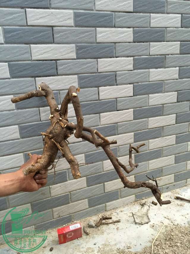 image.jpeg
