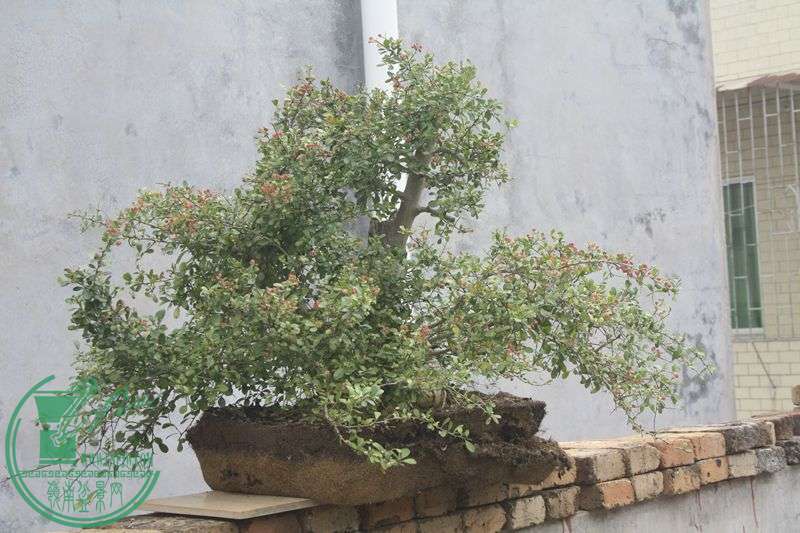 Ƭ20131026ۺ 4045.jpg
