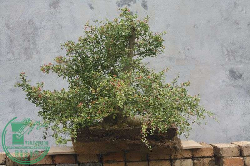 Ƭ20131026ۺ 4047.jpg