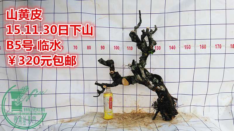 IMG_20151130_162403_.jpg