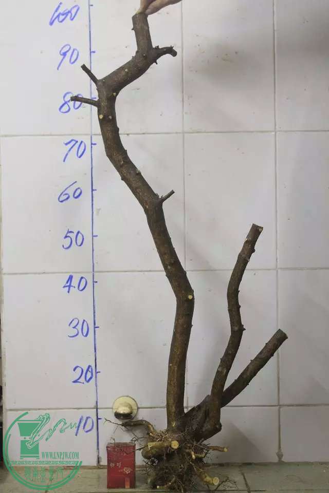 psb (17).jpg