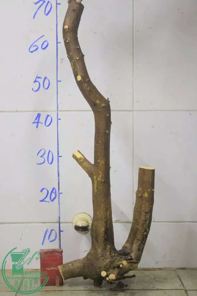 psb (35).jpg