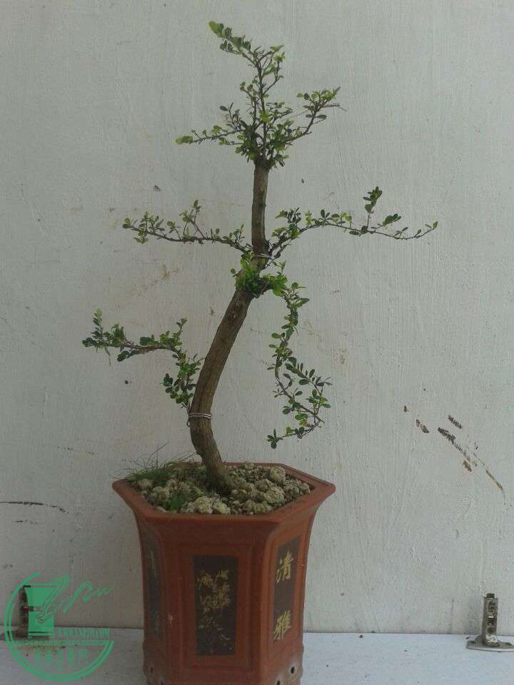 QQͼƬ20151201154222.jpg