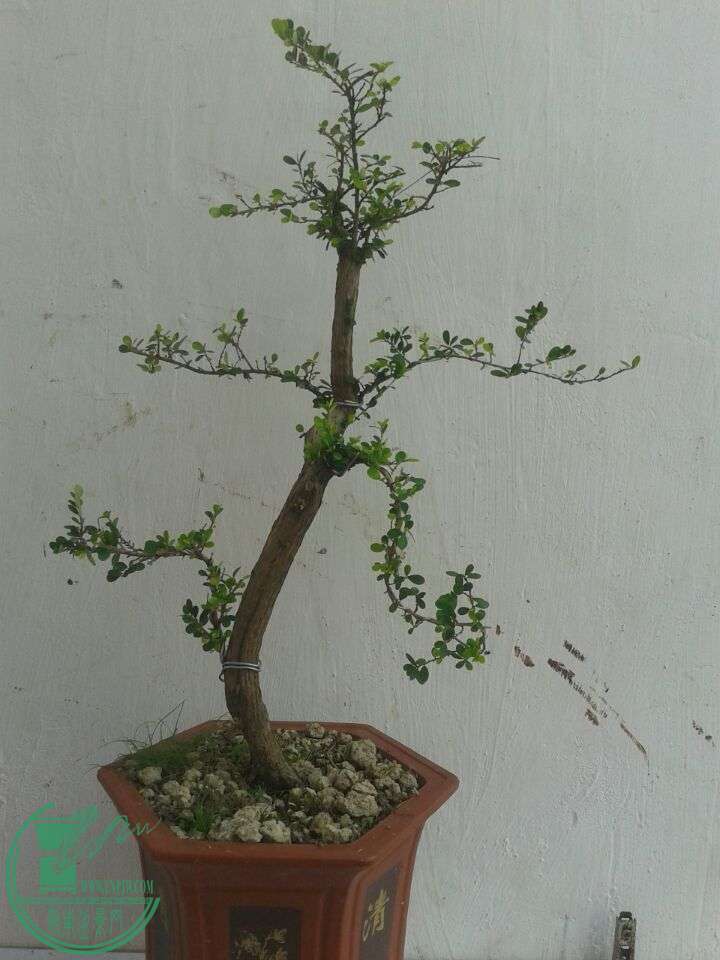 QQͼƬ20151201154228.jpg